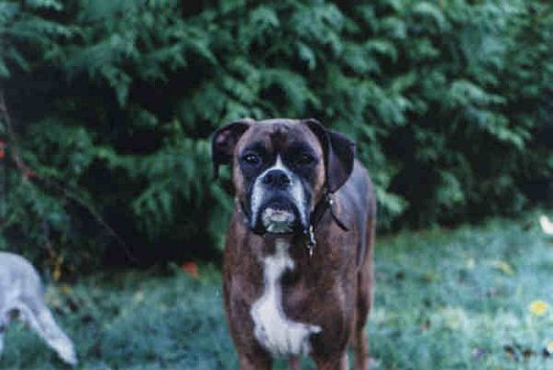 Candid Canine ©Nigel Smith